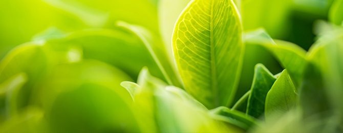 greenerity-history-banner greenerity-history-banner